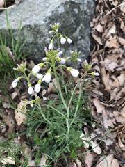 Cardamine pratensis
