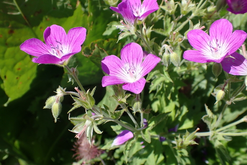 wood crane's-bill