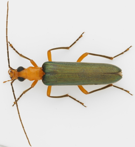 Nacerdes waterhousei