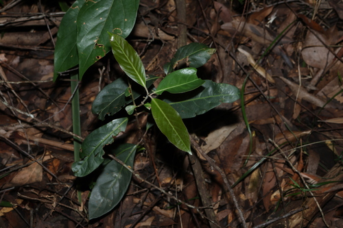 Native Guava