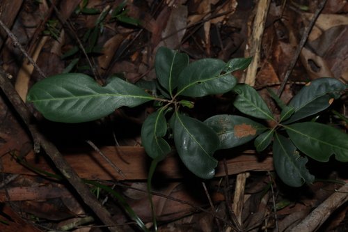 Rhodomyrtus psidioides, photograph 4