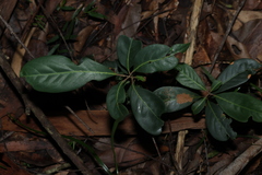 Rhodomyrtus psidioides, photograph (c) Greg Tasney, some rights reserved (CC BY-SA)
