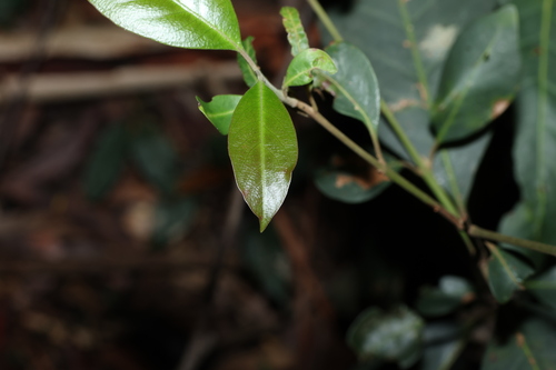 Rhodomyrtus psidioides, photograph 5