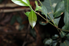 Rhodomyrtus psidioides, photograph (c) Greg Tasney, some rights reserved (CC BY-SA)