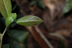Rhodomyrtus psidioides, photograph (c) Greg Tasney, some rights reserved (CC BY-SA)