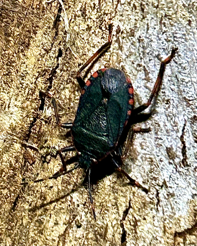 Notius depressus