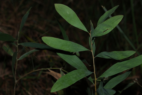 three-nerved willow hakea