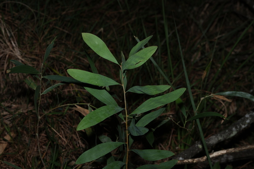 Hakea florulenta, photograph 4