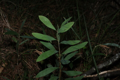 (c) Greg Tasney, some rights reserved (CC BY-SA) Hakea florulenta, photograph (c) Greg Tasney, some rights reserved (CC BY-SA)