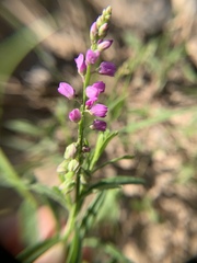 Polygala polygama