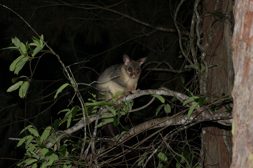 Common Brushtail Possum