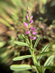 Polygala polygama