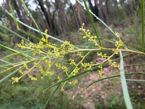 Acacia provincialis, photograph 5