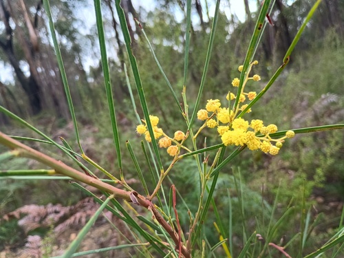 Acacia provincialis, photograph 6