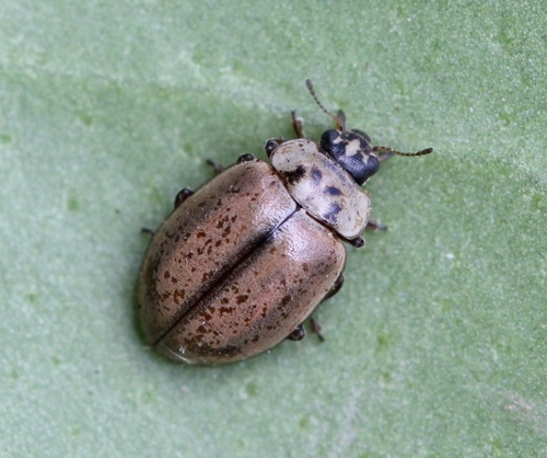 Larch Lady Beetle