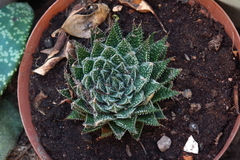 Aristaloe aristata