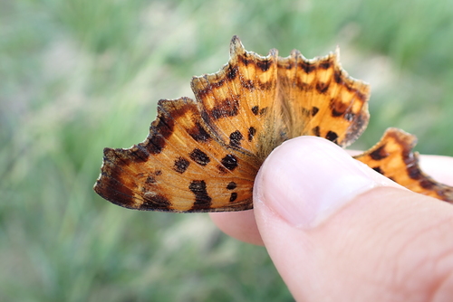 European Comma