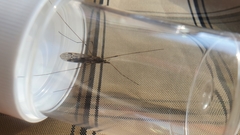 Tipula rufina