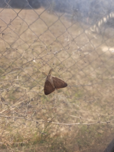 Spongy Moth