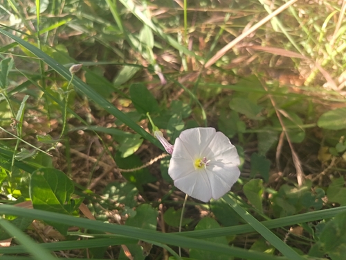 field bindweed