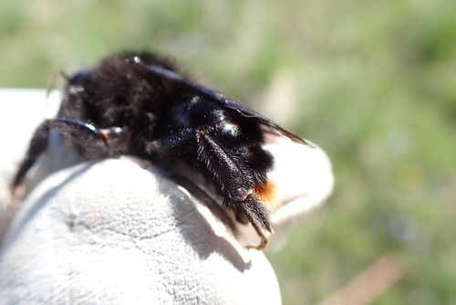 Hill Cuckoo Bumble bee