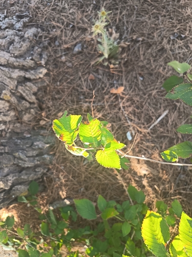 Field Elm