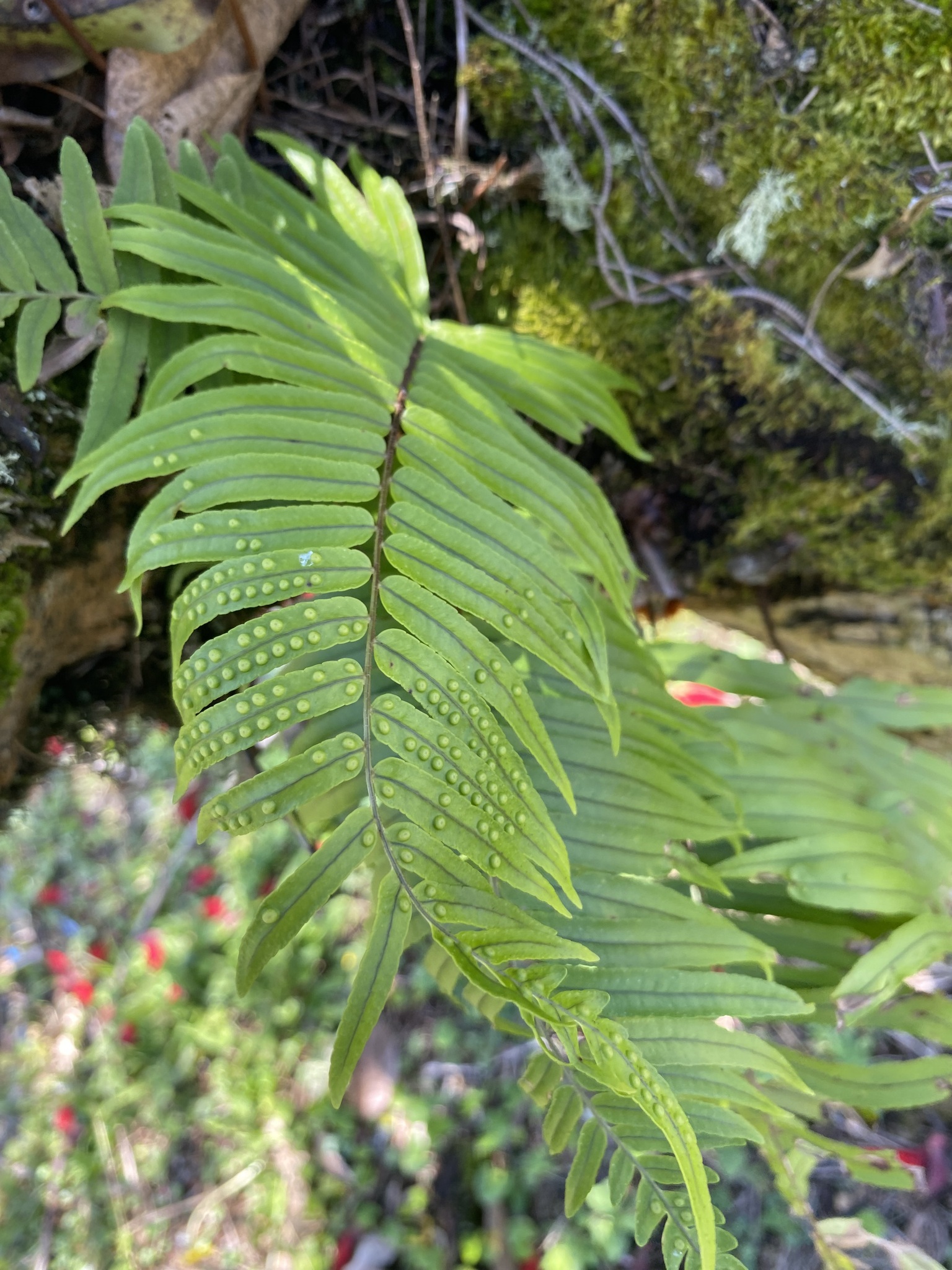 Imagem de Goniophlebium subauriculatum