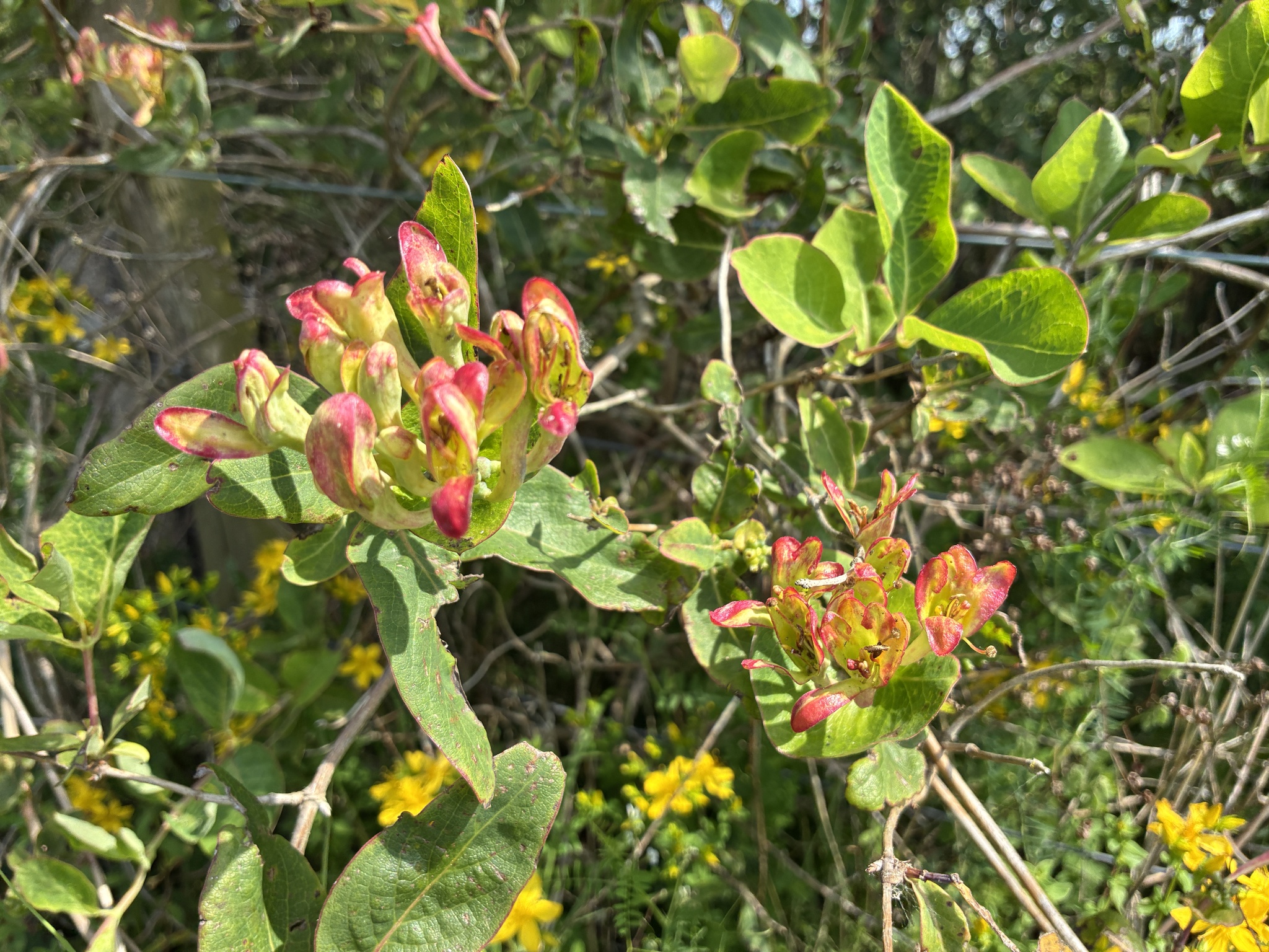 Madreselva