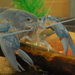Common Yabby - Photo (c) Jeff Webb, some rights reserved (CC BY-NC-SA)