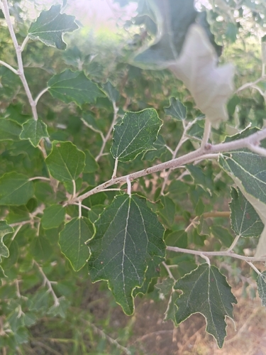 white poplar