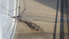 Tipula rufina