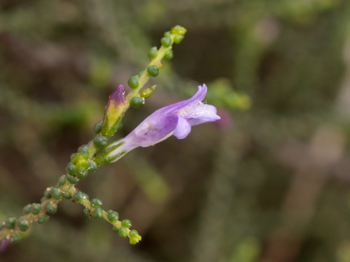 coccid eremophila