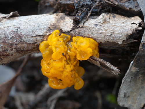 witch's butter