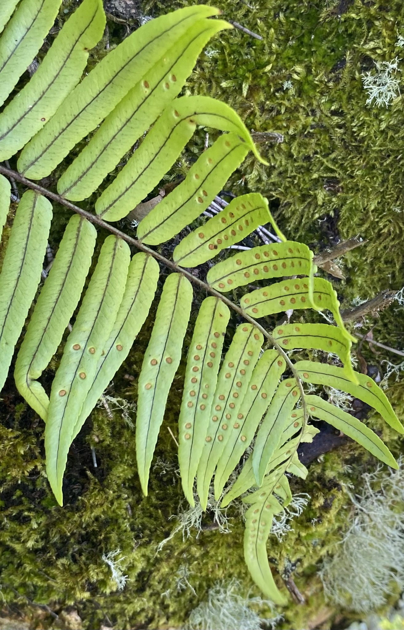 Imagem de Goniophlebium subauriculatum