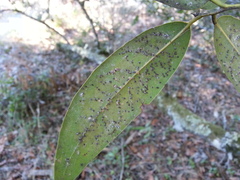 Euthoracaphis umbellulariae