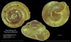 Punctidae