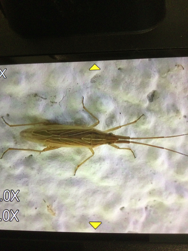 Two-spined Grass Bug