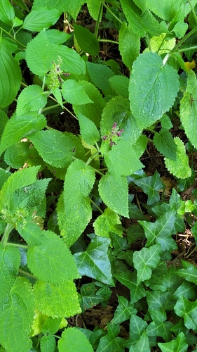 hedge woundwort