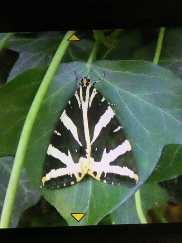 Jersey Tiger