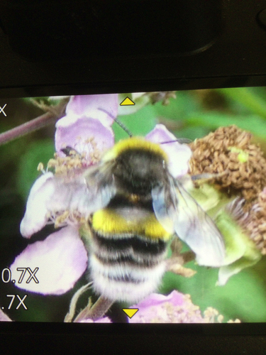 White-tailed Bumble Bee
