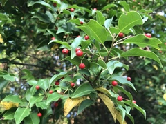 Ilex pedunculosa