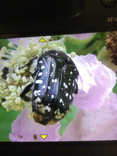 Mediterranean Spotted Chafer