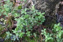 Vaccinium vitis-idaea
