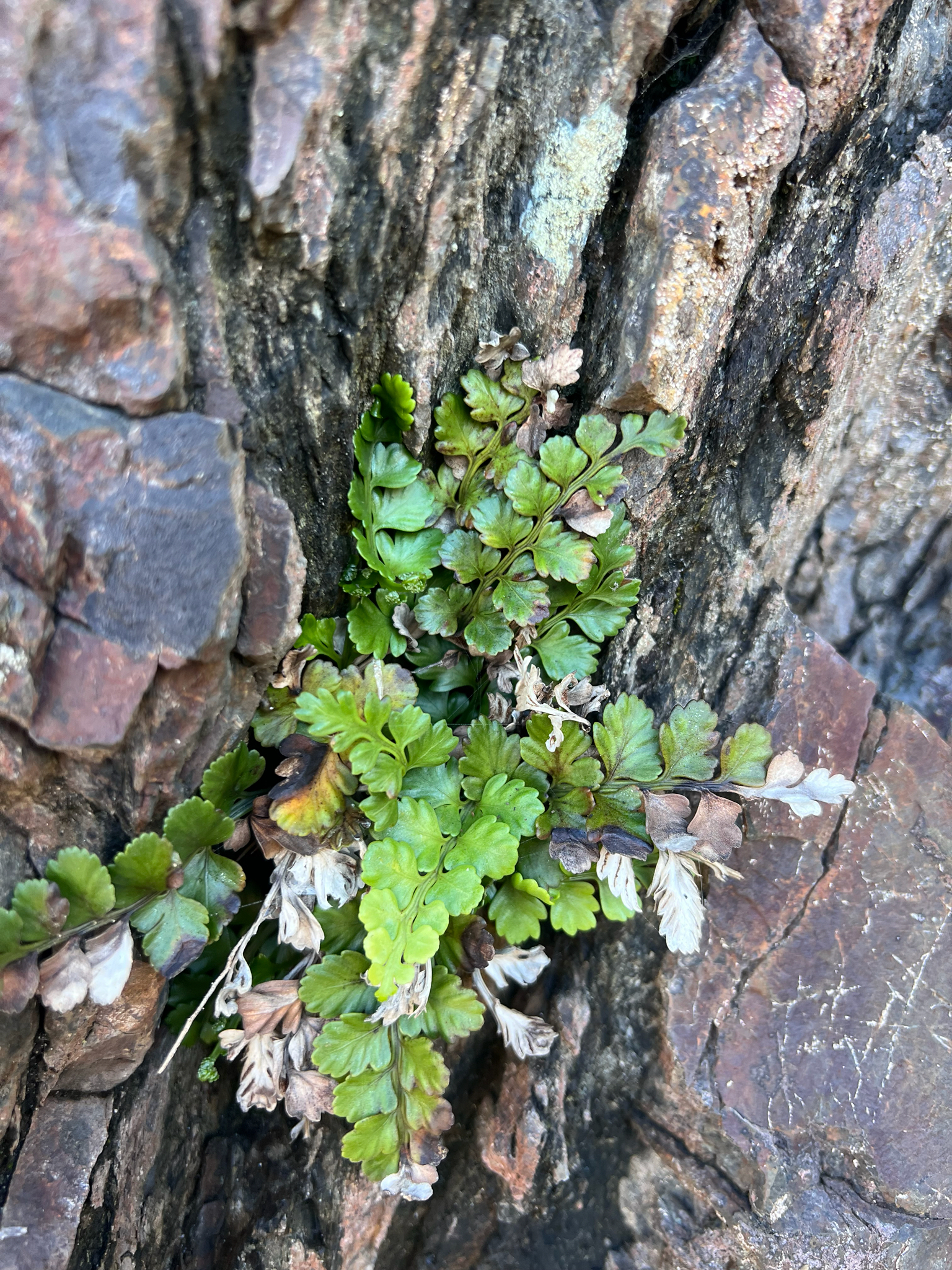 Asplenium difforme