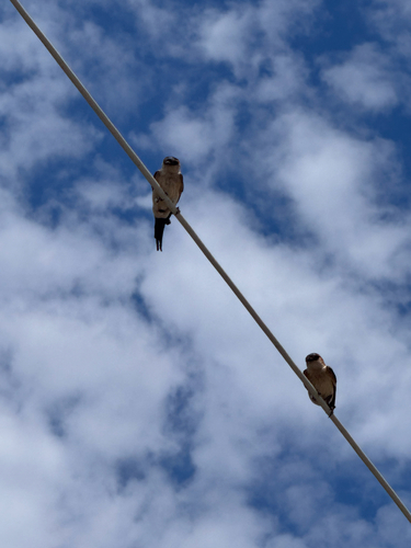 European Red-rumped Swallow