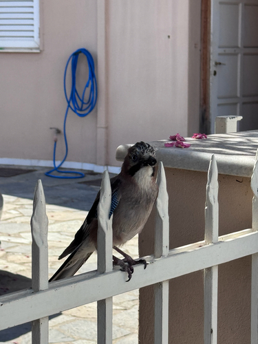 Eurasian Jay