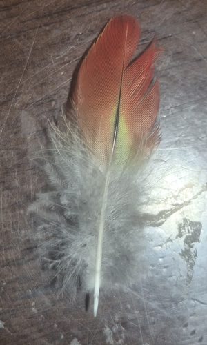 Plume de Perruche omnicolore