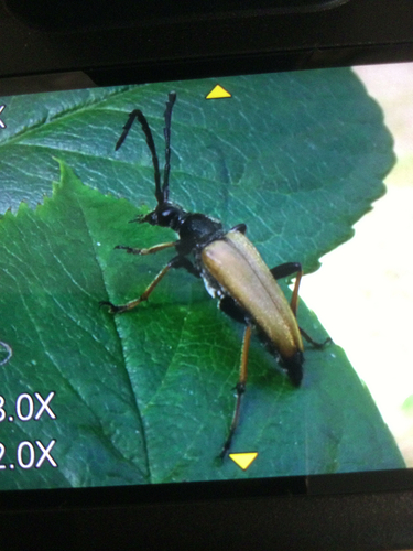 Red Pine Longhorn Beetle