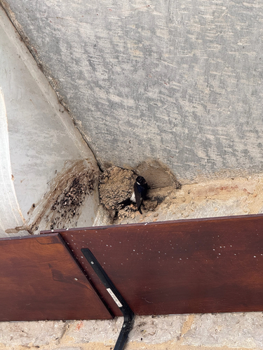 Western House Martin