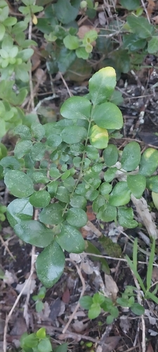 Clausena anisata observed 2026-06-23
